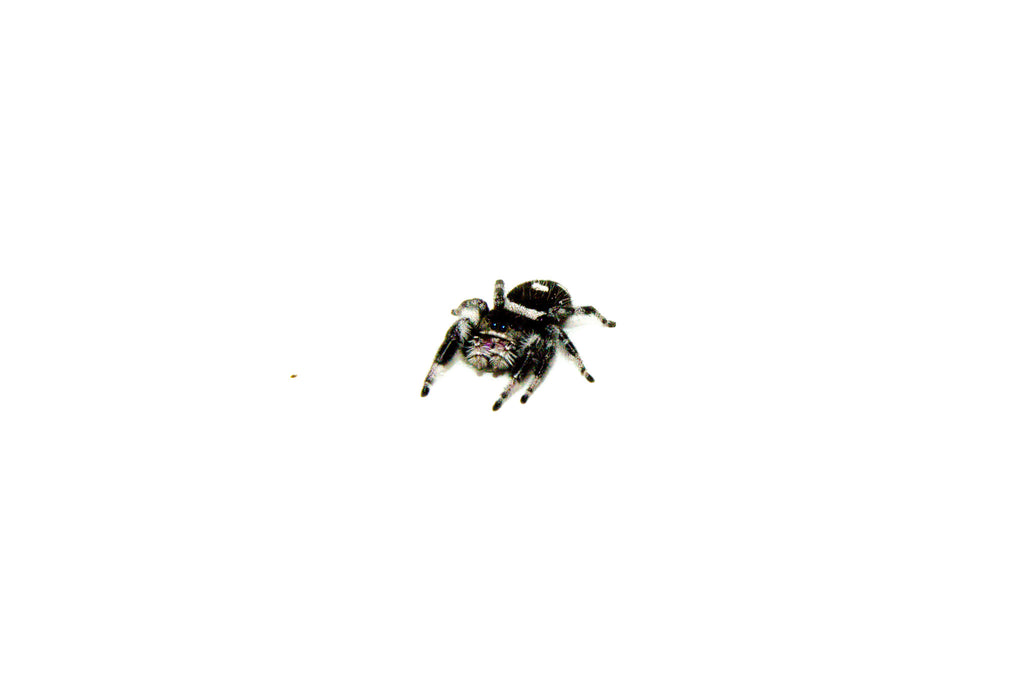 Regal Jumping Spider Adults